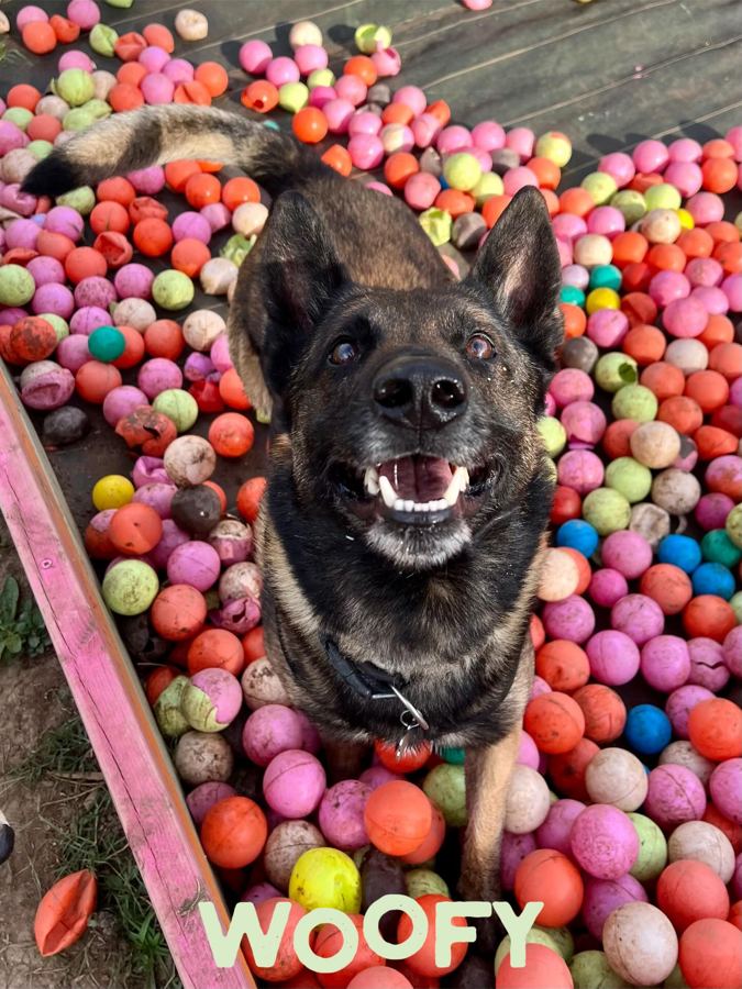 Chien tout sourire dans la piscine à balles multicolores