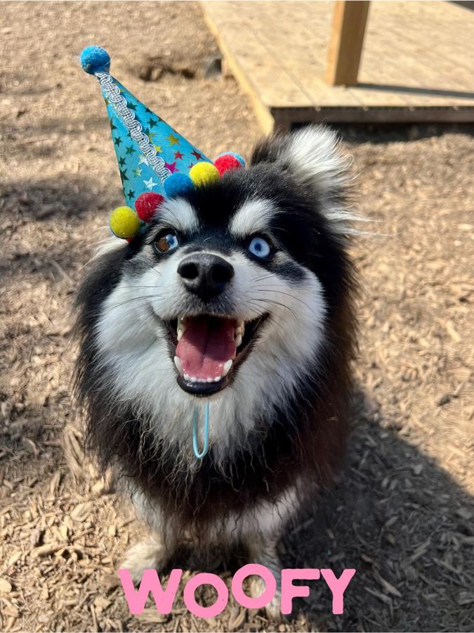 Husky avec un chapeau de fête pour son anniversaire au centre