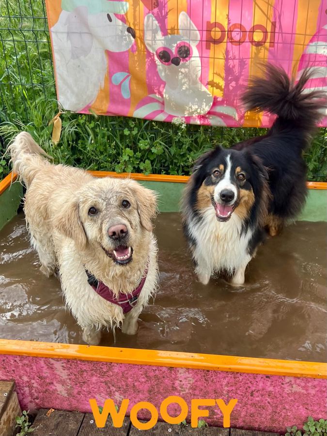 Deux chiens dans la piscine du centre, devant le mur rayé rose Woofy