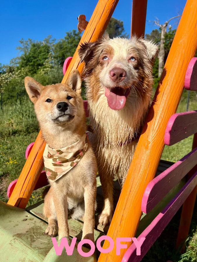 Deux chiens assis sur le toboggan orange du parc