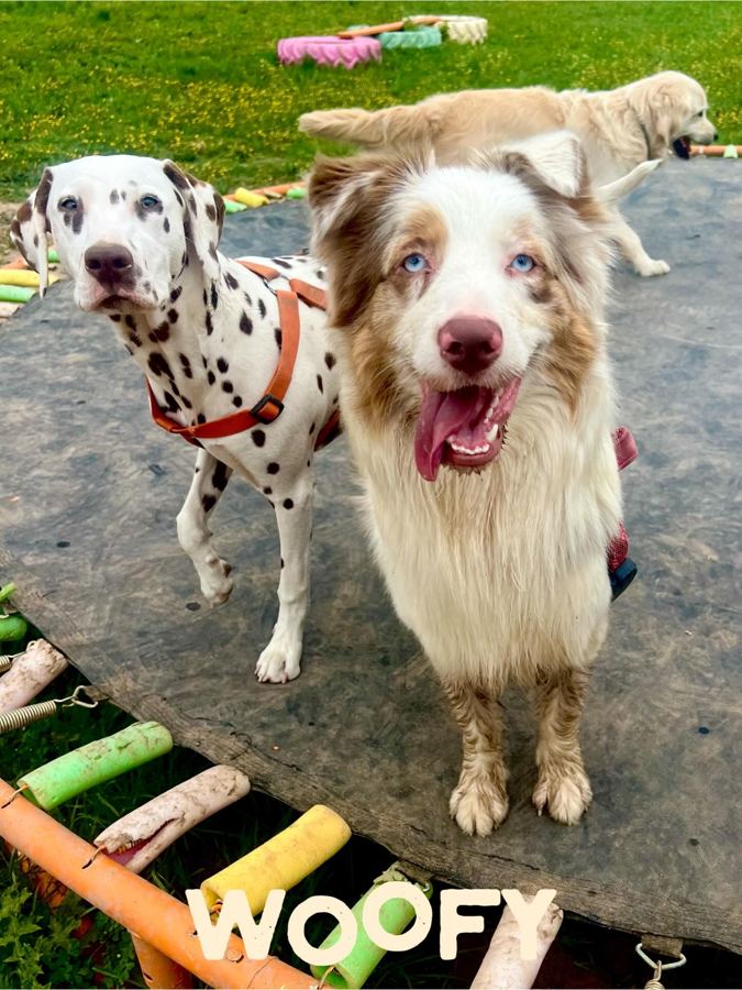 Dalmatien et berger australien sur le trampoline