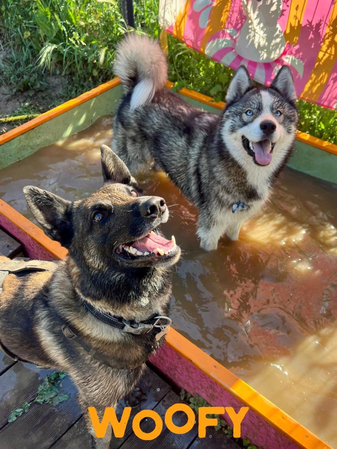 Husky et shiba dans la piscine du centre