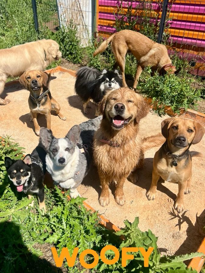 Les chiens jouent autour du bac à sable du parc